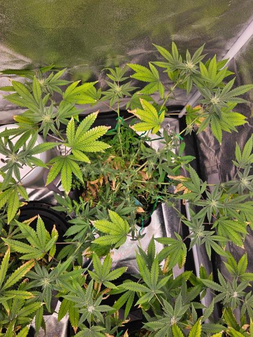 #SSSC Tester Blue Applez 2.. Week 14