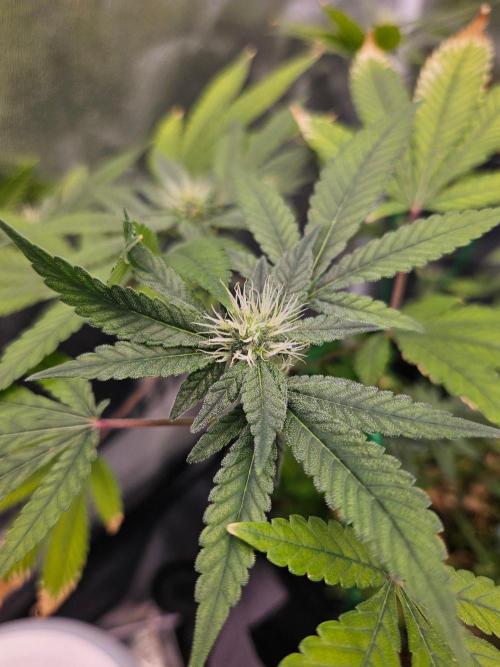 #SSSC Tester Blue Applez 2.. Week 14