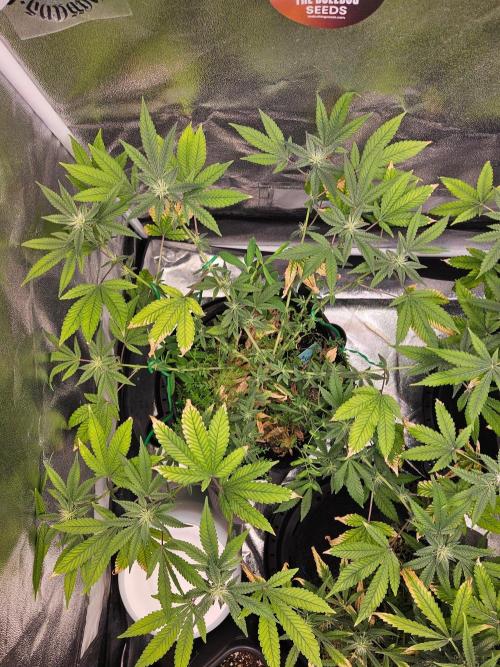 #SSSC Tester Blue Applez 2.. Week 14