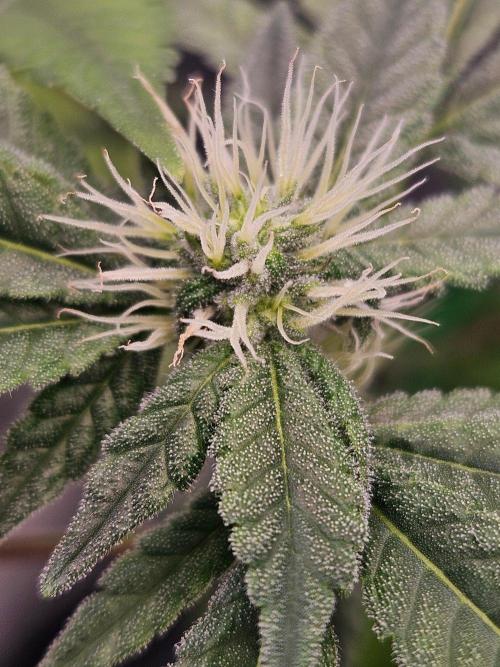 #SSSC Tester Blue Applez 2.. Week 14