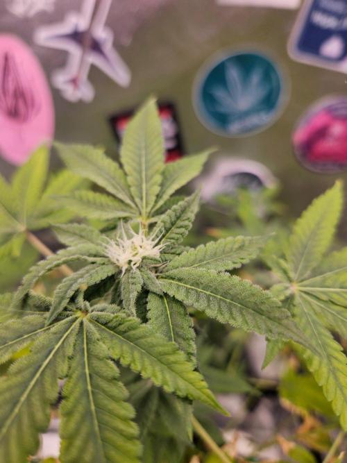 Cherry Limeade 3.. Week 14