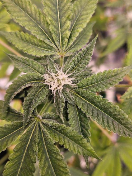 Cherry Limeade 3.. Week 14