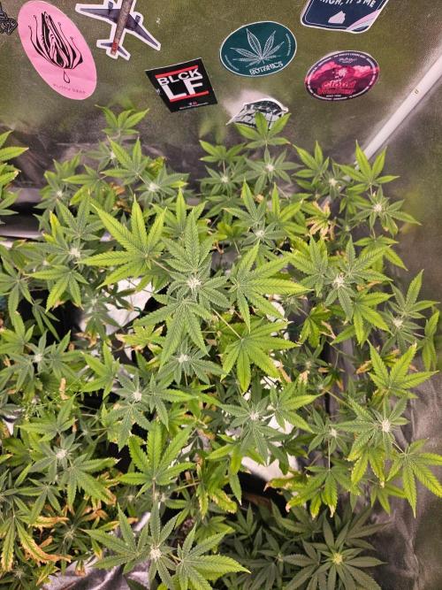 Cherry Limeade 3.. Week 14