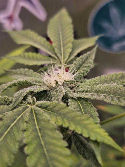 Cherry Limeade 3.. Week 14