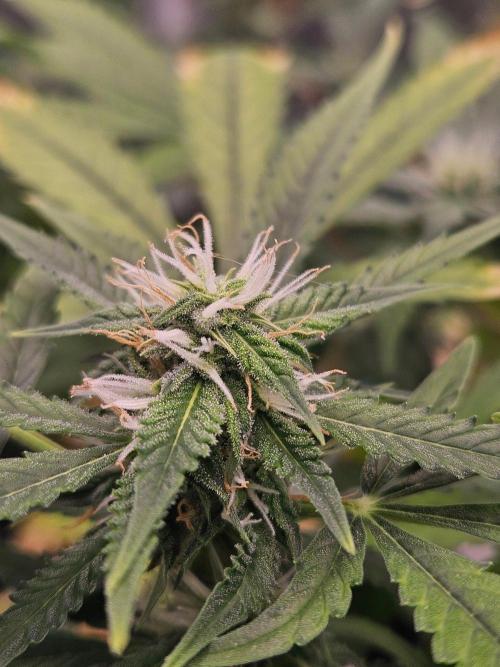 Auto Gelonade. Week 7