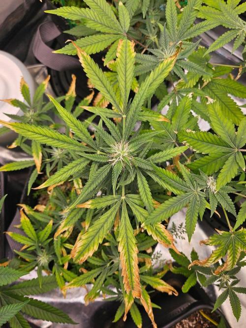 Auto Gelonade. Week 7