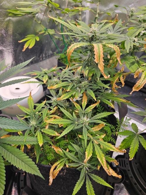 Auto Gelonade. Week 7