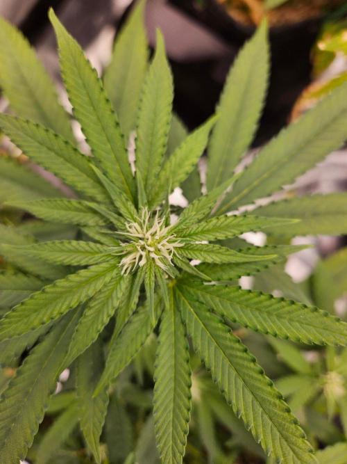 White Runtz 2.. Week 14