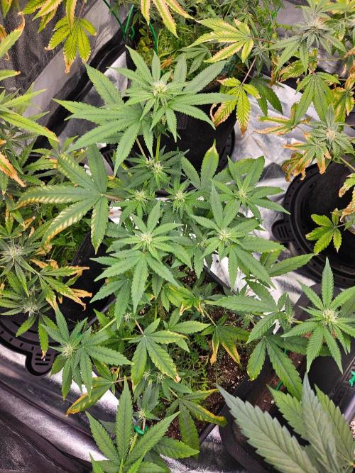 White Runtz 2.. Week 14