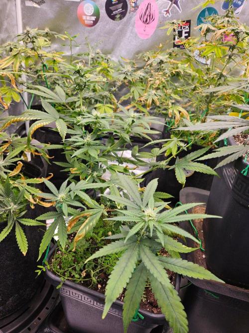 White Runtz. Week 14