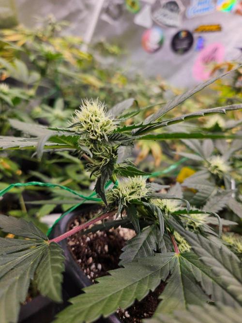 #SSSC Tester Banana OG. Week 15