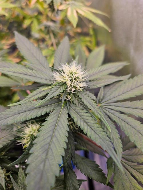#SSSC Tester Banana OG. Week 15