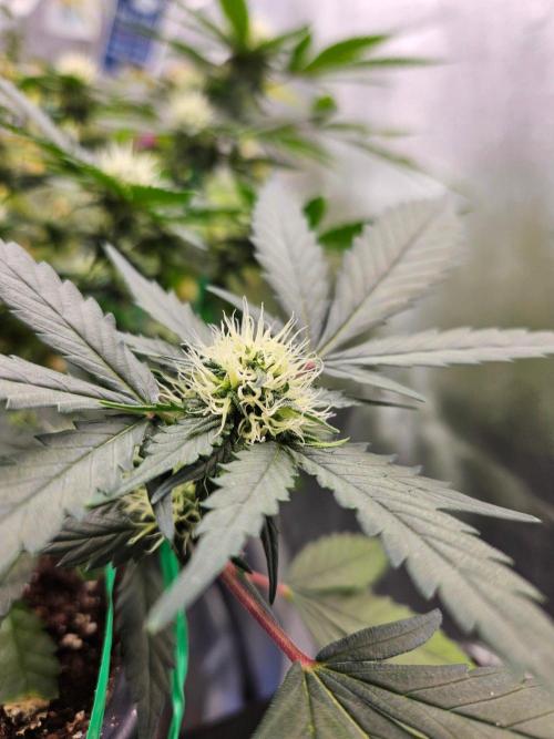 #SSSC Tester Banana OG. Week 15