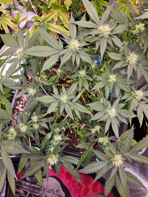 #SSSC Tester Banana OG. Week 15