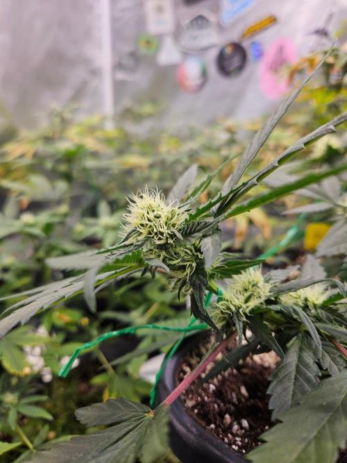 #SSSC Tester Banana OG. Week 15
