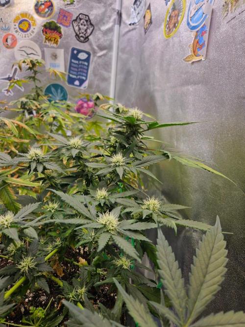 #SSSC Tester Banana OG. Week 15