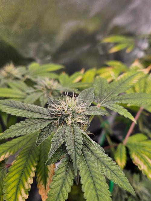 #SSSC Tester Blue Applez 2.. Week 15