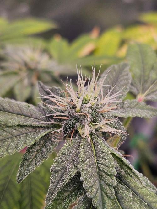 #SSSC Tester Blue Applez 2.. Week 15