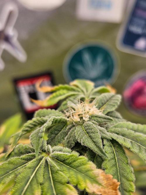 Cherry Limeade 3.. Week 15