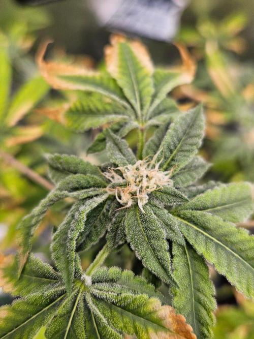 Cherry Limeade 3.. Week 15