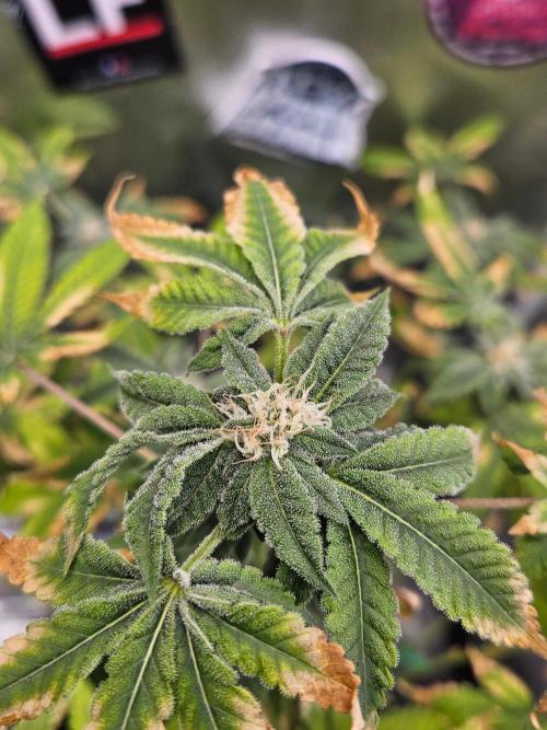 Cherry Limeade 3.. Week 15