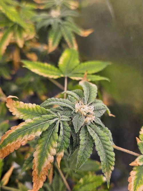 Cherry Limeade 3.. Week 15