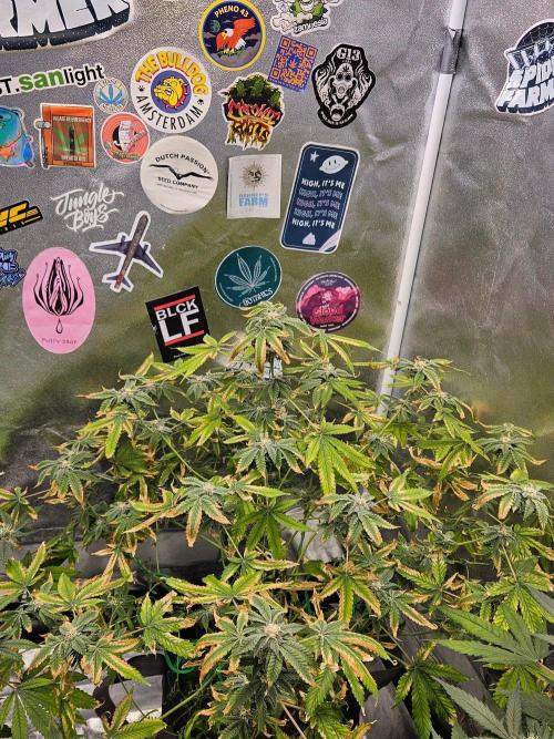 Cherry Limeade 3.. Week 15