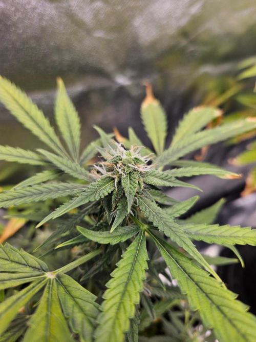 Auto Gelonade. Week 8