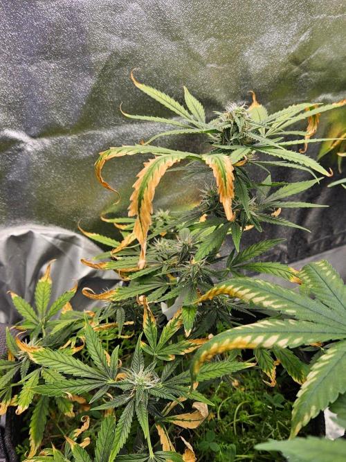 Auto Gelonade. Week 8