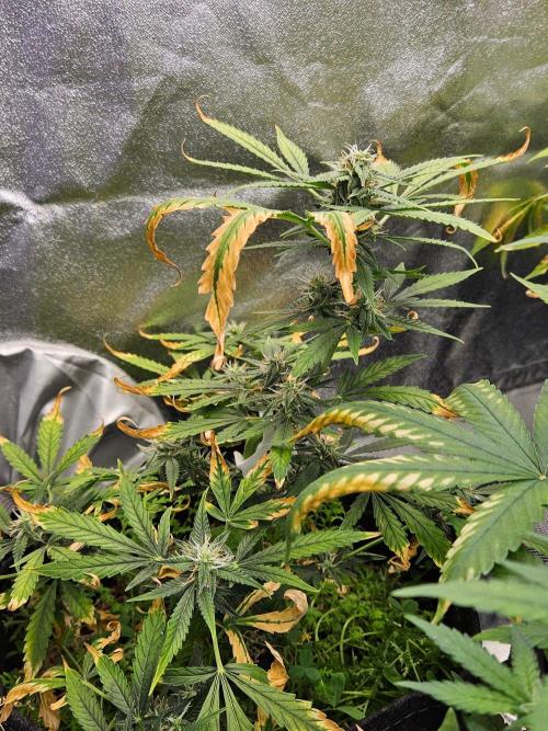 Auto Gelonade. Week 8