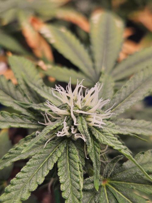 White Runtz 2.. Week 15