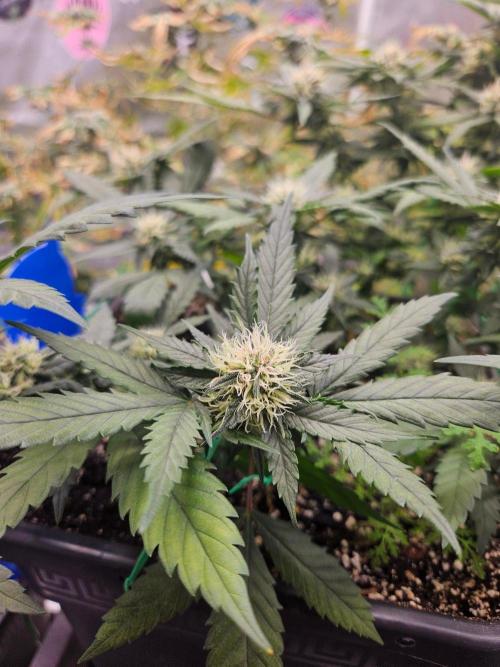 #SSSC Tester Banana OG. Week 16