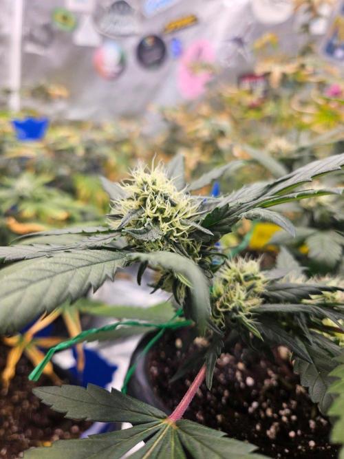 #SSSC Tester Banana OG. Week 16