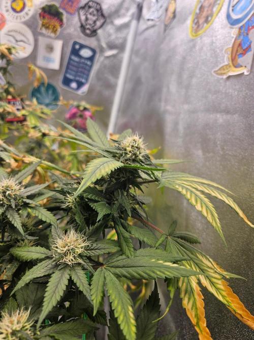 #SSSC Tester Banana OG. Week 16