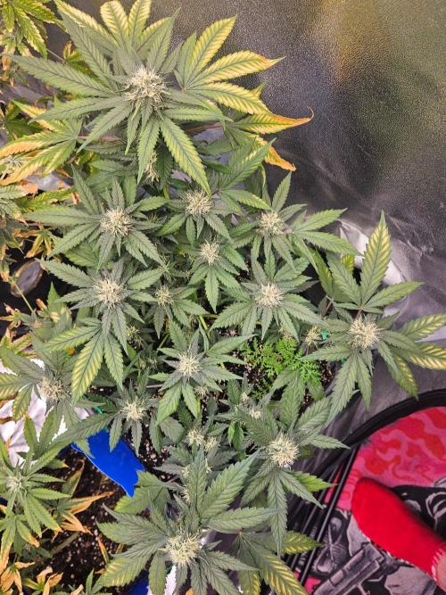 #SSSC Tester Banana OG. Week 16