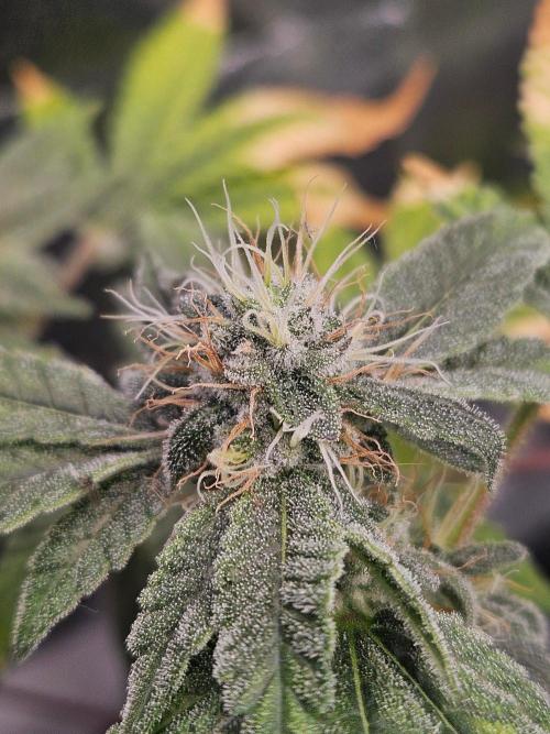 #SSSC Tester Blue Applez 2.. Week 16