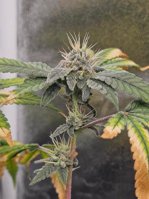 #SSSC Tester Blue Applez 2.. Week 16