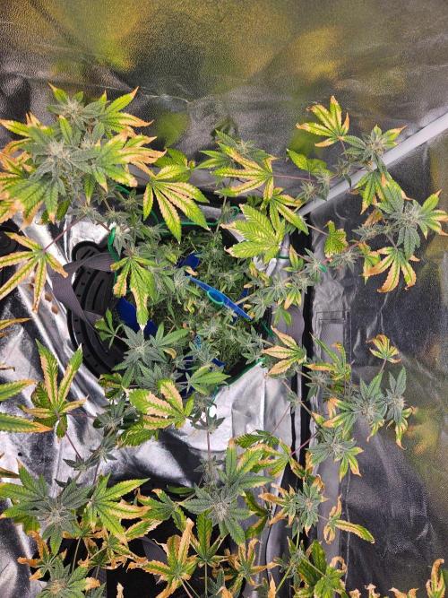 #SSSC Tester Blue Applez 2.. Week 16