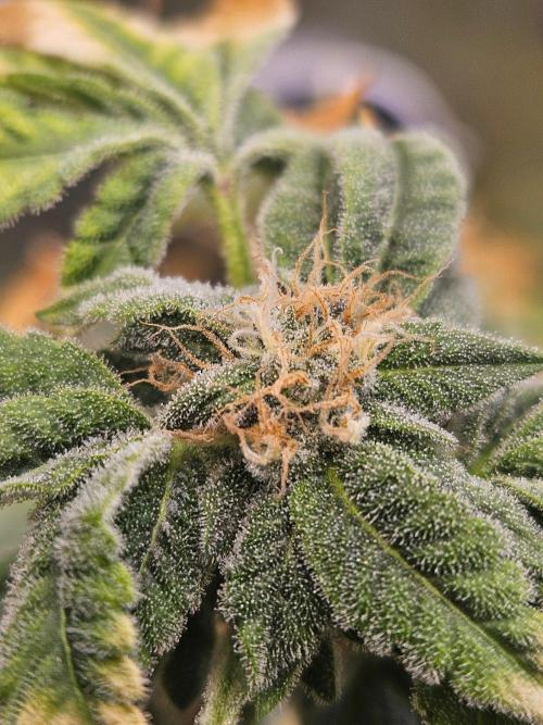 Cherry Limeade 3.. Week 16
