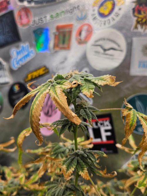Cherry Limeade 3.. Week 16
