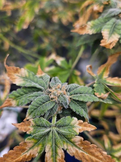 Cherry Limeade 3.. Week 16