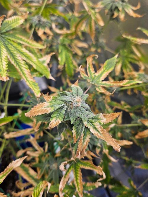 Cherry Limeade 3.. Week 16