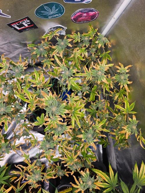 Cherry Limeade 3.. Week 16