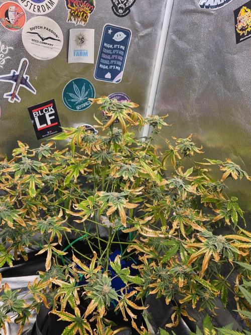 Cherry Limeade 3.. Week 16