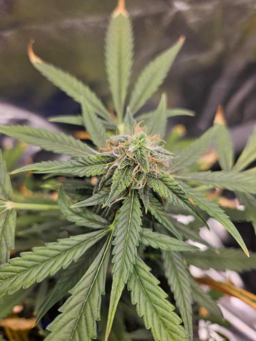 Auto Gelonade. Week 9