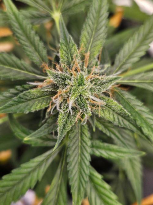 Auto Gelonade. Week 9