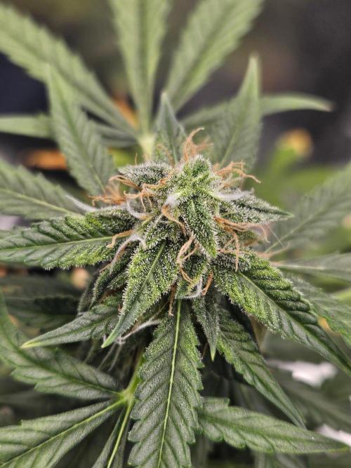 Auto Gelonade. Week 9