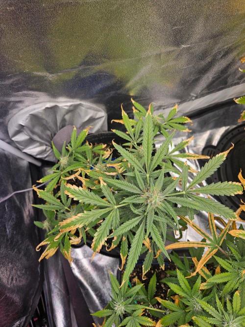 Auto Gelonade. Week 9