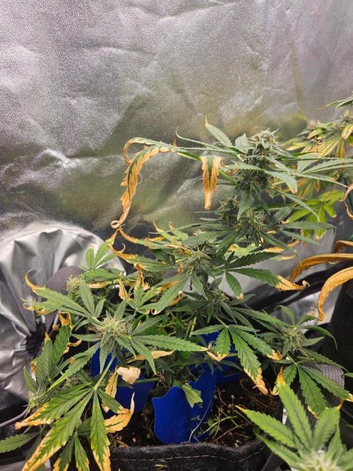 Auto Gelonade. Week 9