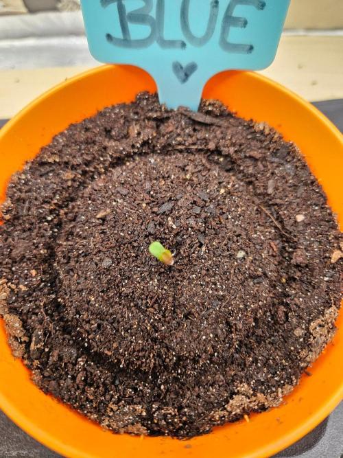 Girlfriends blue zushi. Week 0